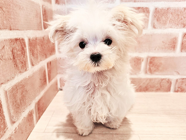 神奈川県のマルチーズ (ペッツファースト秦野店/2025年10月19日生まれ/男の子/ホワイト)の子犬の1枚目の画像