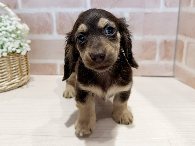 神奈川県のミニチュアダックスフンド(ロング) (ペッツファースト横浜元町店/2025年10月23日生まれ/女の子/チョコレートタン)の子犬の1枚目の画像