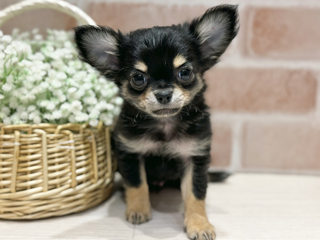 大阪府のチワワ(ロング) (ペッツファースト北心斎橋店/2025年10月21日生まれ/男の子/ブラックタンホワイト)の子犬