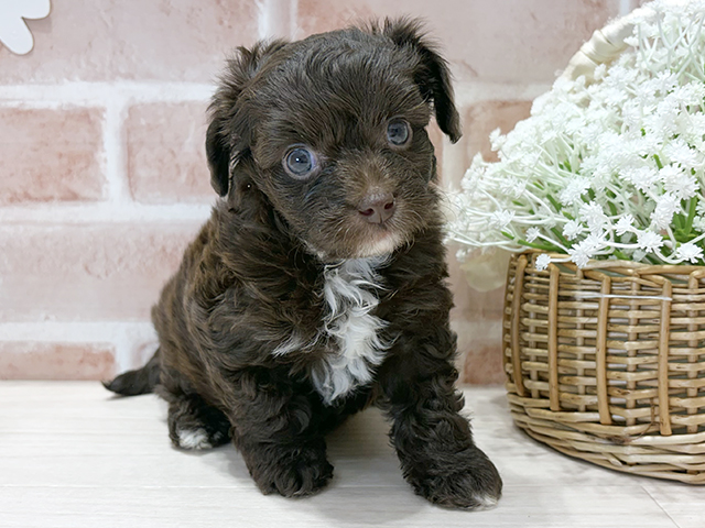 福岡県のチワプー/プーチー(チワワ×プードル) (ペッツファースト筑紫野店/2025年10月23日生まれ/男の子/ブラウンホワイト)の子犬の1枚目の画像