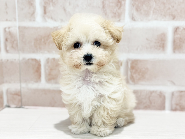 神奈川県のマルプー(マルチーズ×プードル) (ペッツファースト秦野店/2025年10月23日生まれ/男の子/クリーム)の子犬