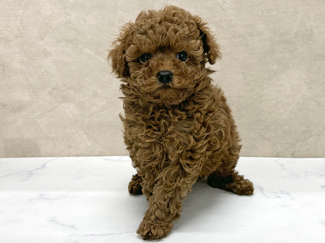 東京都のトイプードル(タイニー) (ペッツファースト八王子多摩美大前店/2025年10月23日生まれ/男の子/レッド)の子犬