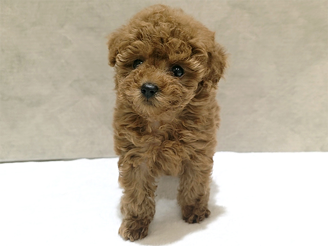 東京都のトイプードル(タイニー) (ペッツファースト中野店/2025年10月23日生まれ/女の子/レッド)の子犬の1枚目の画像