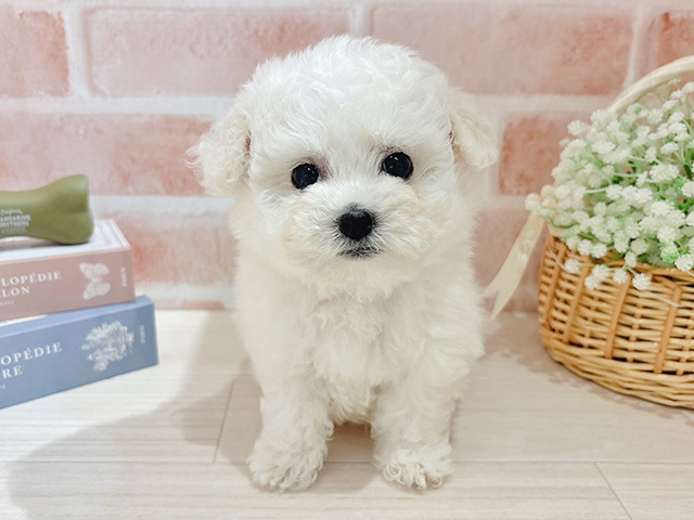 東京都のビションフリーゼ (ペッツファースト自由が丘店/2025年10月22日生まれ/男の子/ホワイト)の子犬の1枚目の画像