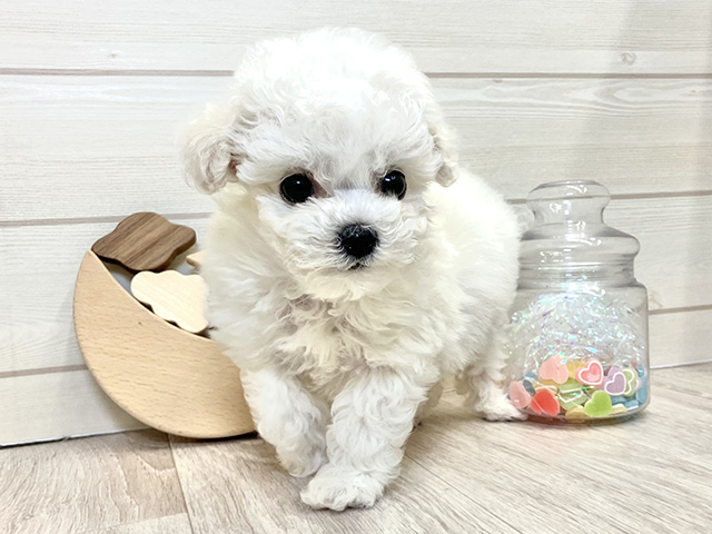 愛知県のビションフリーゼ (ペッツファースト大高店/2025年10月22日生まれ/女の子/ホワイト)の子犬の1枚目の画像