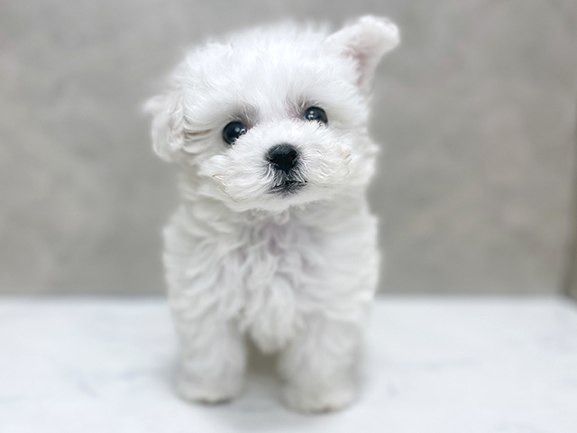 ビションフリーゼ