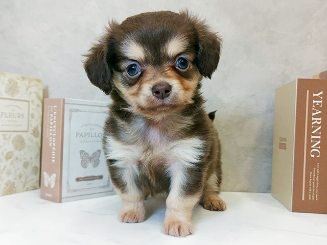 奈良県のチワックス(チワワ×ダックス) (ペッツファースト橿原店/2025年10月23日生まれ/男の子/チョコレートクリーム)の子犬