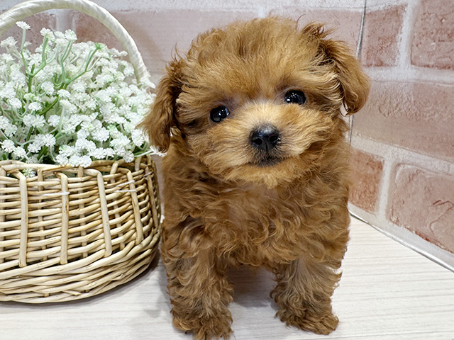 大阪府のトイプードル(ティーカップ) (ペッツファースト北心斎橋店/2025年10月23日生まれ/女の子/レッド)の子犬の1枚目の画像