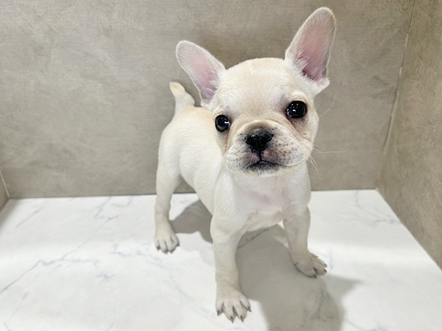 秋田県のフレンチブルドッグ (ペッツファースト秋田店/2025年10月23日生まれ/男の子/クリーム)の子犬の1枚目の画像