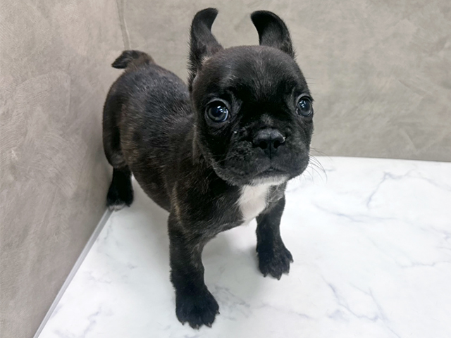 埼玉県のフレンチブルドッグ (ペッツファースト岩槻店/2025年10月23日生まれ/男の子/ブリンドルホワイト)の子犬の1枚目の画像