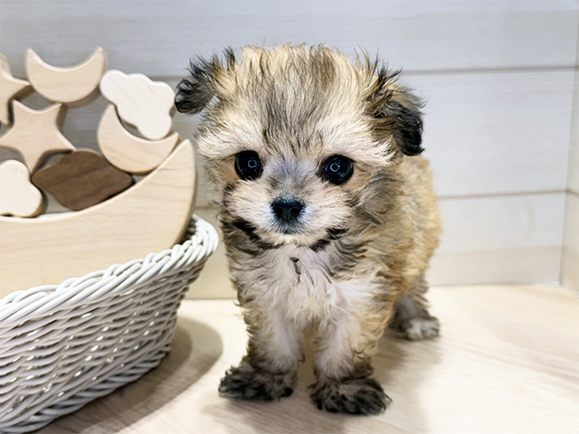 群馬県のハーフ犬・ミックス犬 (ペッツファースト高崎店/2025年10月20日生まれ/男の子/フォーン)の子犬