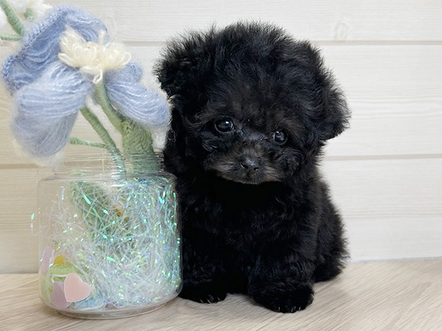 大阪府のトイプードル(ロイヤルティーカップ) (ペッツファーストららぽーと門真店/2025年10月23日生まれ/男の子/シルバー)の子犬の1枚目の画像