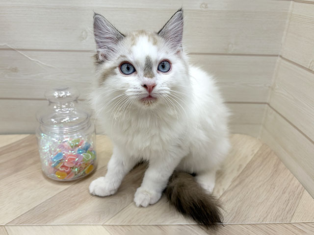 埼玉県のラグドール (ペッツファーストふじみ野店/2025年10月10日生まれ/男の子/シールポイントバイカラー)の子猫の1枚目の画像