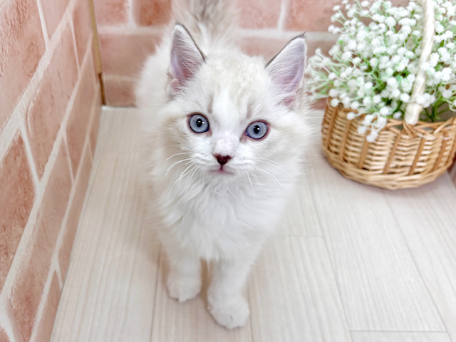 埼玉県のラグドール (ペッツファースト川越店/2025年10月17日生まれ/女の子/ブルーポイントバイカラー)の子猫