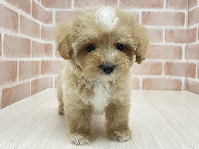 東京都のマルプー(マルチーズ×プードル) (ペッツファースト八王子多摩美大前店/2025年10月25日生まれ/男の子/クリームホワイト)の子犬の1枚目の画像