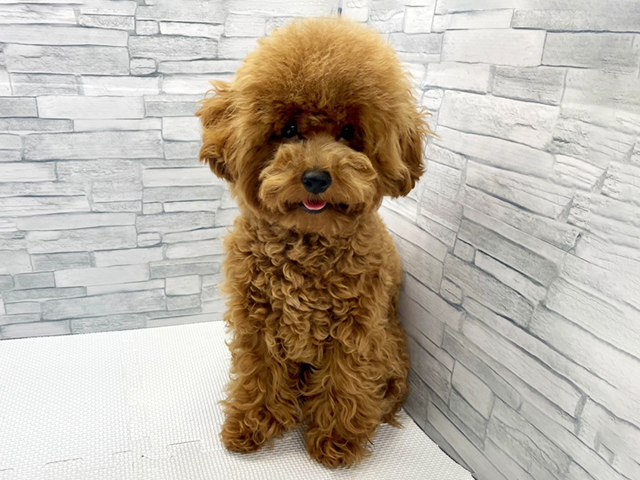 神奈川県のトイプードル(トイ) (ペッツファースト横浜瀬谷店/2025年6月30日生まれ/女の子/レッド)の子犬の1枚目の画像