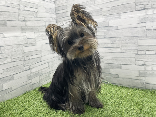 神奈川県のヨークシャーテリア (ペッツファースト横浜瀬谷店/2025年9月8日生まれ/女の子/スチールブルータン)の子犬の1枚目の画像