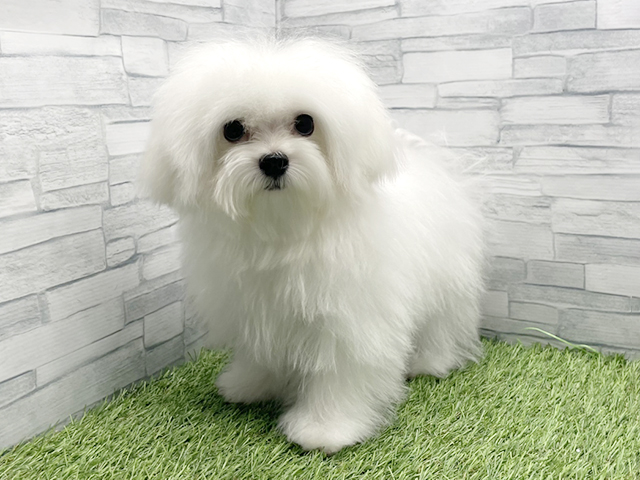 神奈川県のマルチーズ (ペッツファースト横浜瀬谷店/2025年9月18日生まれ/男の子/ホワイト)の子犬の1枚目の画像