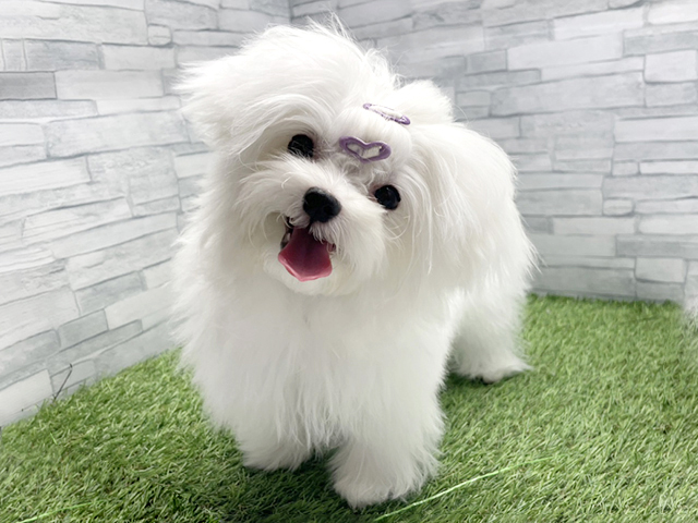 神奈川県のマルチーズ (ペッツファースト横浜瀬谷店/2025年9月18日生まれ/女の子/ホワイト)の子犬の1枚目の画像