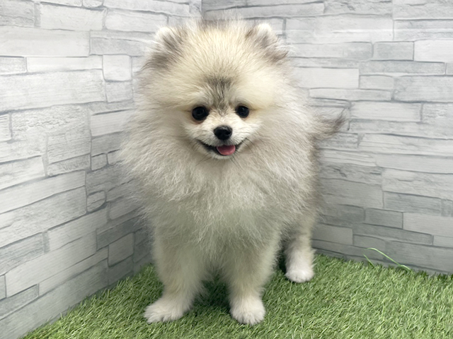 神奈川県のポメラニアン (ペッツファースト横浜瀬谷店/2025年9月27日生まれ/男の子/ウルフセーブル)の子犬の1枚目の画像