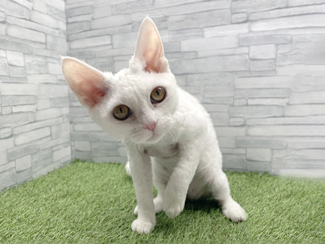 デボンレックス, 性別 女の子, 誕生日 2025/10/09, 毛色 ホワイト, 出身 大阪府, 店舗 横浜瀬谷店(神奈川県), お問い合わせ番号 200018715