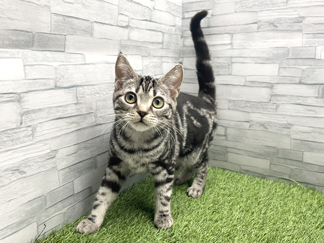神奈川県のアメリカンショートヘアー (ペッツファースト横浜瀬谷店/2025年10月18日生まれ/女の子/シルバータビー)の子猫の1枚目の画像