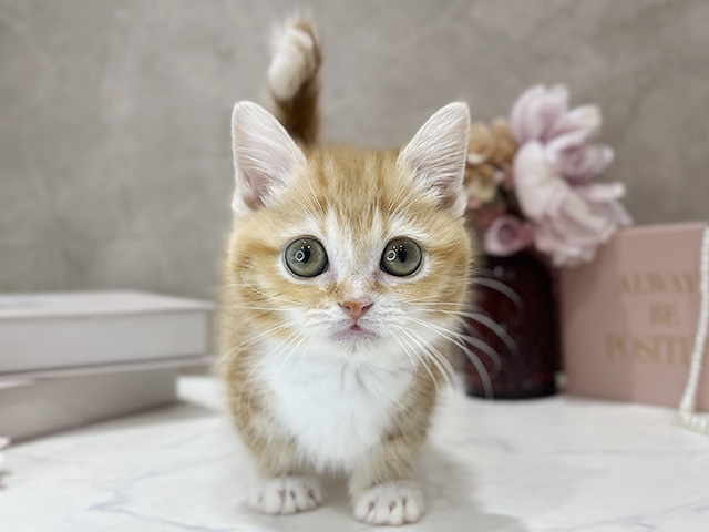 東京都のマンチカン (ペッツファースト新宿店/2025年10月24日生まれ/女の子/レッドタビーホワイト)の子猫