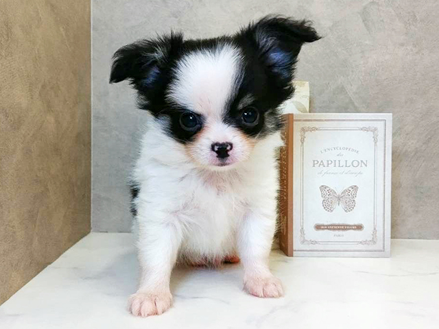 奈良県のチワワ(ロング) (ペッツファースト橿原店/2025年10月24日生まれ/男の子/ホワイトブラックタン)の子犬の1枚目の画像