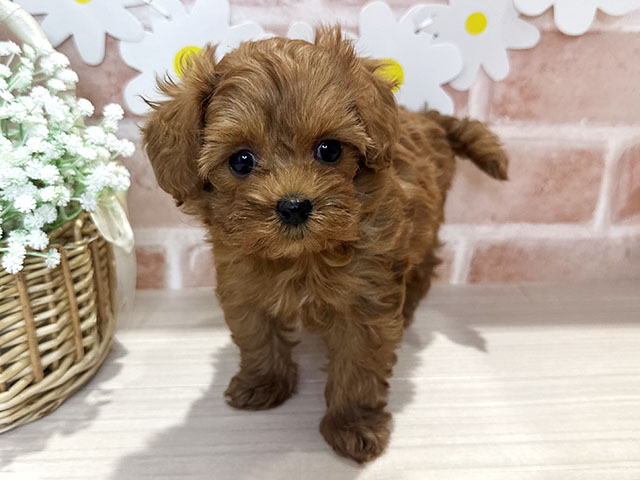 鹿児島県のチワプー/プーチー(チワワ×プードル) (ペッツファースト鹿児島店/2025年10月24日生まれ/女の子/レッド)の子犬の1枚目の画像