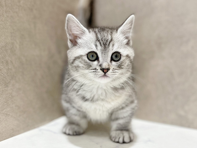 東京都のマンチカン (ペッツファースト新宿店/2025年10月24日生まれ/女の子/シルバーパッチドタビー)の子猫