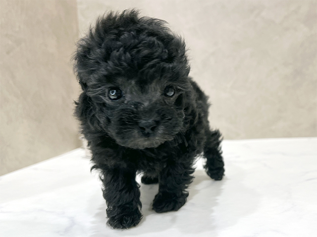 東京都のトイプードル(ロイヤルティーカップ) (ペッツファースト新宿店/2025年10月24日生まれ/女の子/シルバー)の子犬