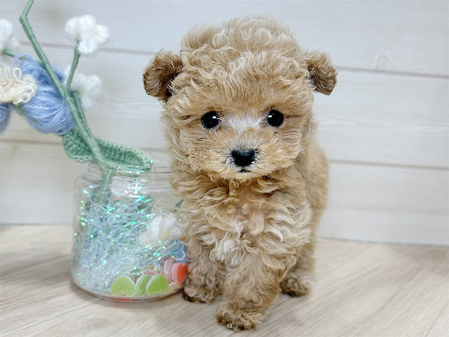 大阪府のトイプードル(ティーカップ) (ペッツファーストららぽーと門真店/2025年10月24日生まれ/男の子/アプリコット)の子犬の1枚目の画像