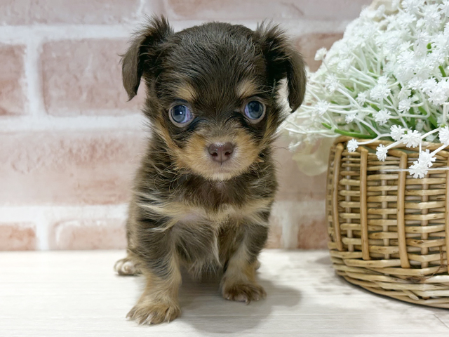 福岡県のチワックス(チワワ×ダックス) (ペッツファースト筑紫野店/2025年10月24日生まれ/男の子/チョコレートタン)の子犬の1枚目の画像