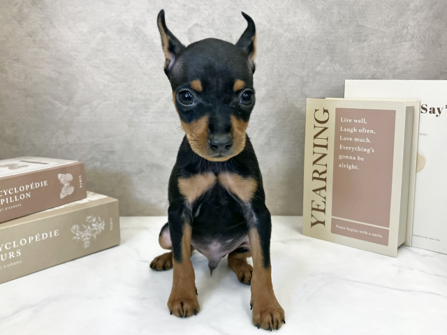 ミニチュアピンシャー