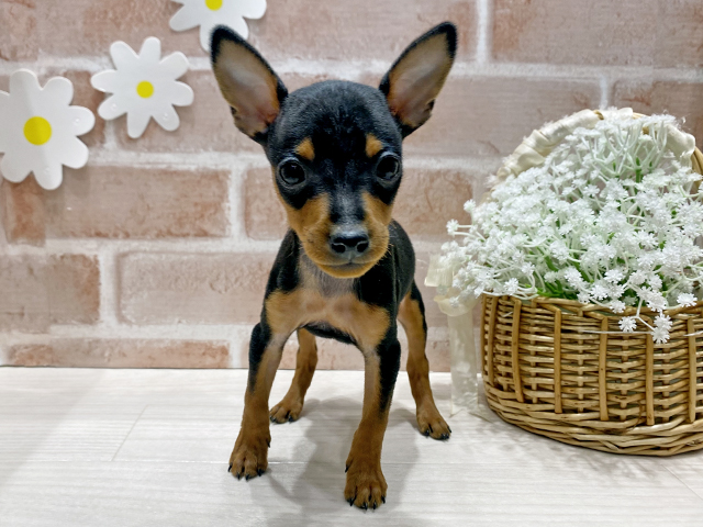 ミニチュアピンシャー