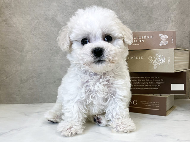 ビションフリーゼ