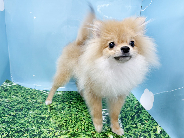 神奈川県のポメラニアン (ペッツファースト湘南平塚店/2025年9月8日生まれ/男の子/オレンジ)の子犬の1枚目の画像