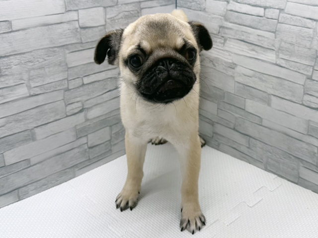 パグ, 性別 男の子, 誕生日 2025/10/09, 毛色 フォーン, 出身 東京都, 店舗 横浜瀬谷店(神奈川県), お問い合わせ番号 100840989
