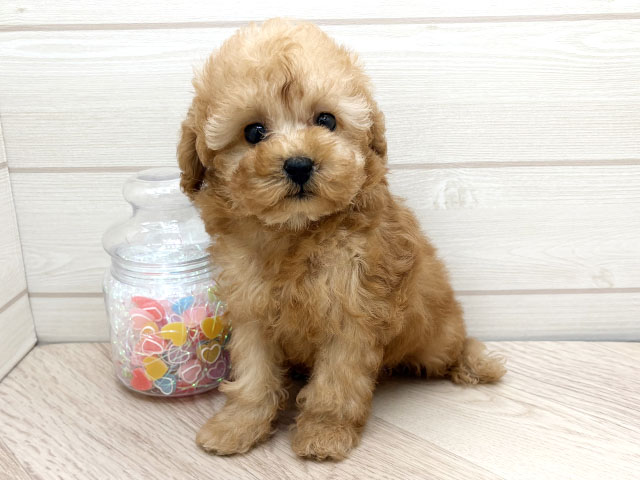 東京都のトイプードル(タイニー) (ペッツファースト渋谷店/2025年10月18日生まれ/男の子/アプリコット)の子犬の1枚目の画像