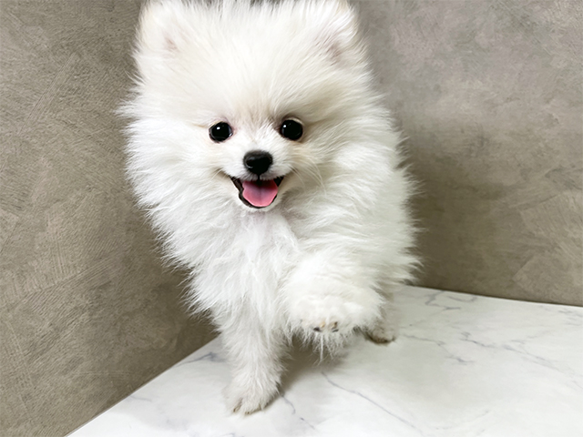 東京都のポメラニアン (ペッツファースト武蔵小山店/2025年10月25日生まれ/男の子/クリーム)の子犬