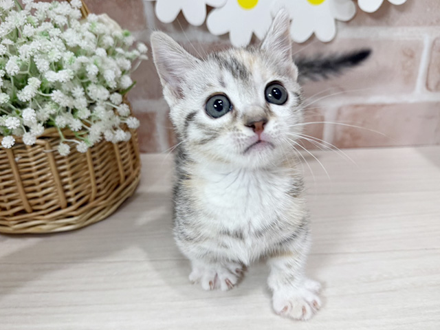 静岡県のマンチカン (ペッツファースト富士南店/2025年10月24日生まれ/女の子/シルバーパッチドタビーホワイト)の子猫の1枚目の画像