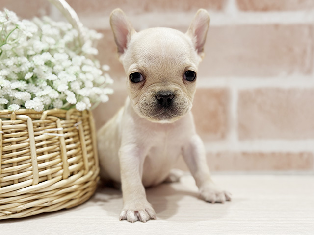 大阪府のフレンチブルドッグ (ペッツファースト北心斎橋店/2025年10月25日生まれ/男の子/クリーム)の子犬の1枚目の画像