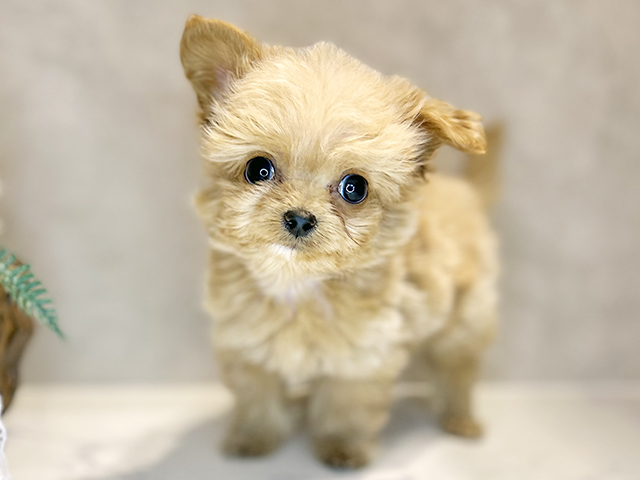 大阪府のチワプー/プーチー(チワワ×プードル) (ペッツファースト茶屋町店/2025年10月24日生まれ/男の子/アプリコット)の子犬