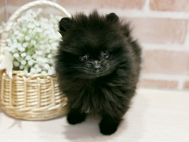 大阪府のポメチワ/チワポメ/ポメチー(ポメラニアン×チワワ) (ペッツファースト北心斎橋店/2025年10月24日生まれ/男の子/ブラック)の子犬の1枚目の画像