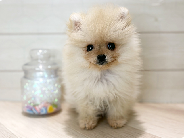 埼玉県のポメチワ/チワポメ/ポメチー(ポメラニアン×チワワ) (ペッツファーストレイクタウン店/2025年10月24日生まれ/男の子/クリーム)の子犬の1枚目の画像