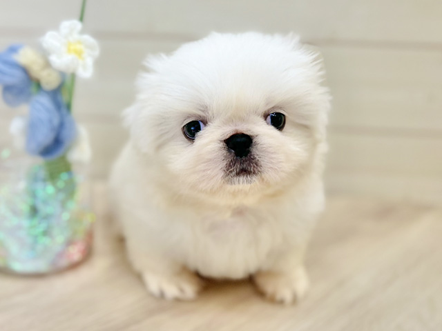 大阪府のペキニーズ (ペッツファーストららぽーと門真店/2025年10月24日生まれ/男の子/ホワイトクリーム)の子犬の1枚目の画像