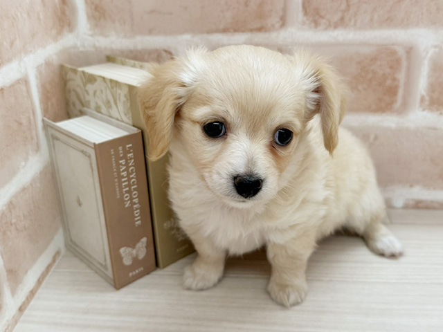 埼玉県のハーフ犬・ミックス犬 (ペッツファーストさいたま新都心店/2025年10月26日生まれ/男の子/クリーム)の子犬の1枚目の画像