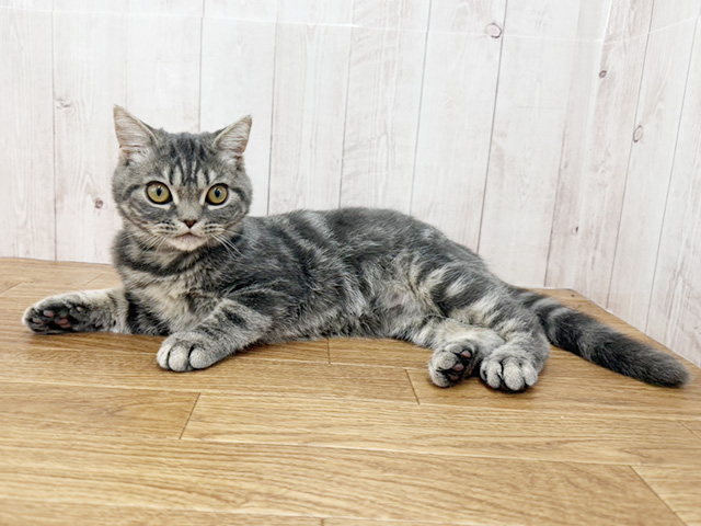 スコティッシュフォールド(立ち耳), 性別 男の子, 誕生日 2025/10/27, 毛色 ブルータビー, 出身 群馬県, 店舗 埼玉大井店(埼玉県), お問い合わせ番号 100841038
