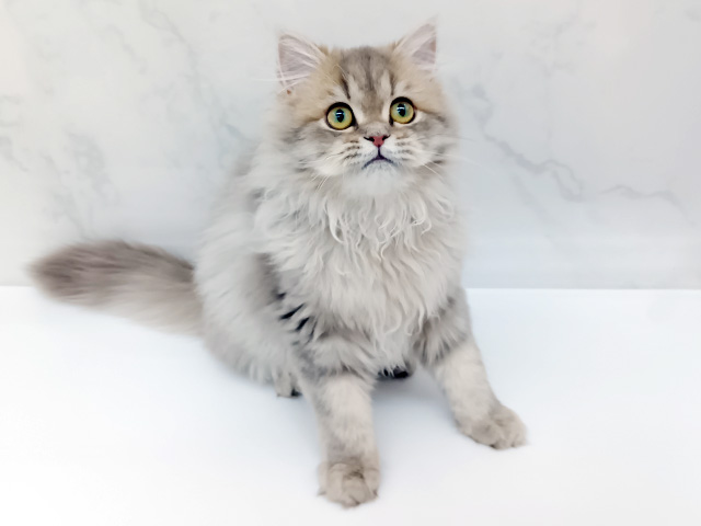 東京都のミヌエット (ペッツファーストビバホーム豊洲店/2025年10月23日生まれ/女の子/ブルータビー)の子猫の1枚目の画像