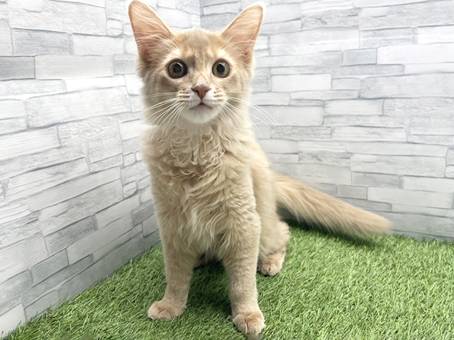 神奈川県のソマリ (ペッツファースト横浜瀬谷店/2025年10月25日生まれ/男の子/フォーン)の子猫の1枚目の画像